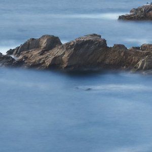 Meet your Posher, Ivy